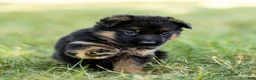 German Shepherd dogs for sale: Ziva - Ad 8
