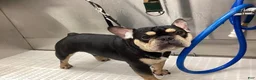French Bulldog dogs for sale: French Bulldog 1 Aj - Ad 25