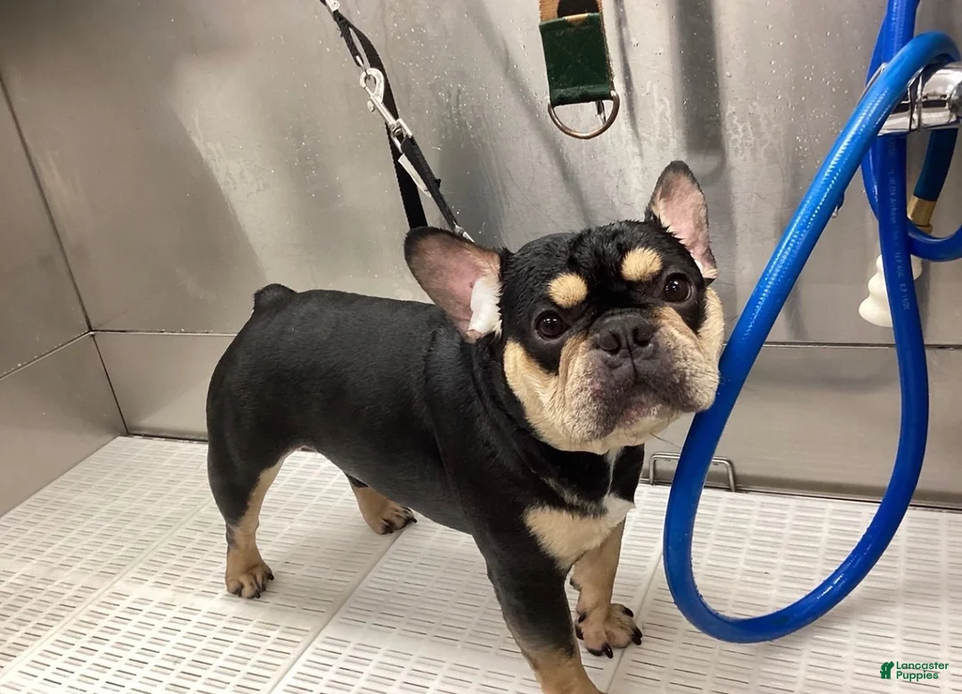 French Bulldog dogs for sale: French Bulldog 2 peanut - Ad 24