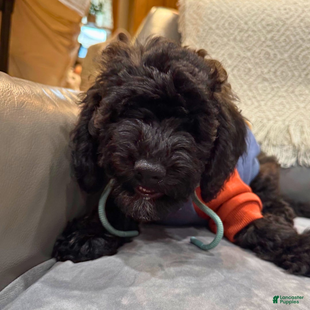 Mini Goldendoodle dogs for sale: Mini Goldendoodle Puppy 1 - Ad 2