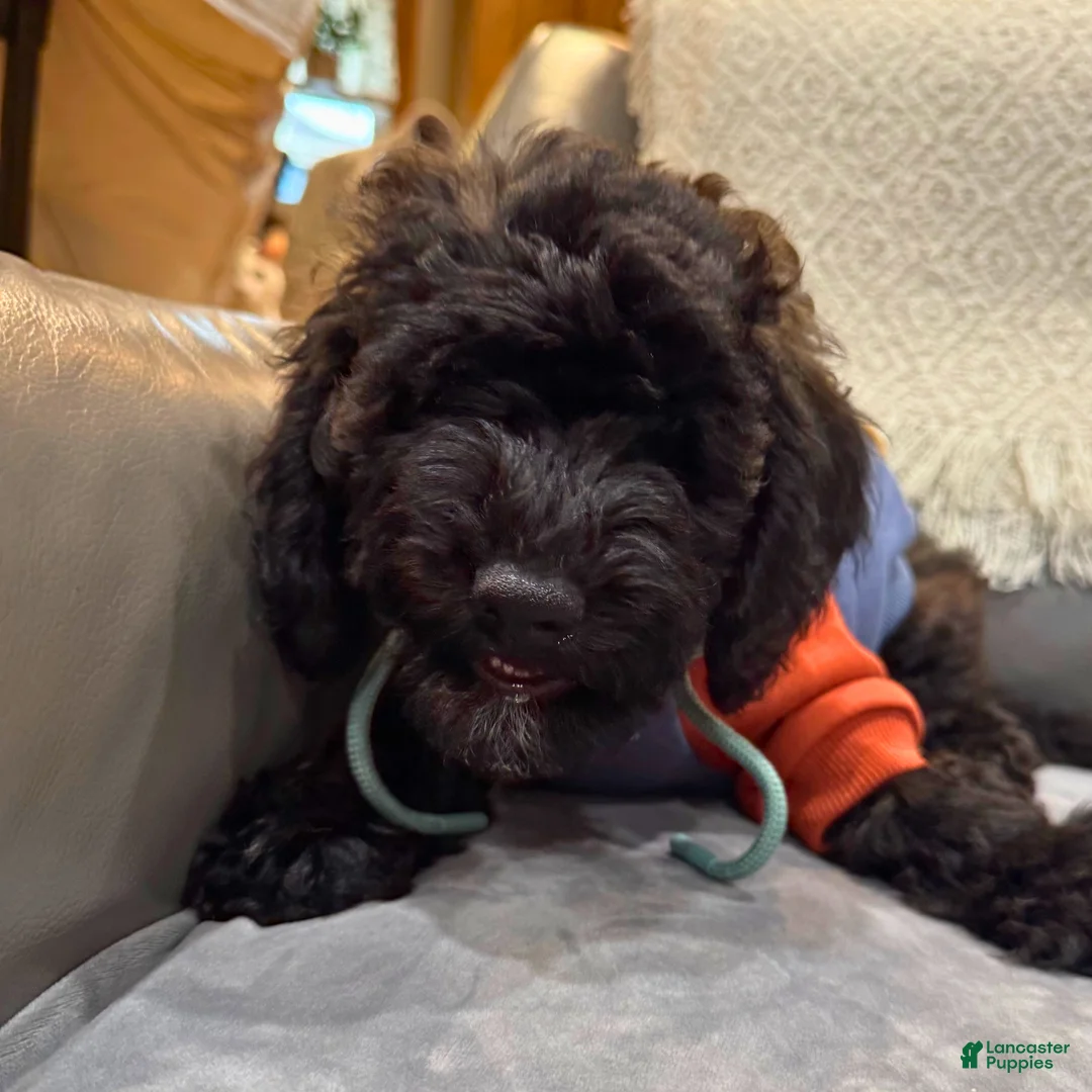 Mini Goldendoodle dogs for sale: Mini Goldendoodle Puppy 1 - Ad 2