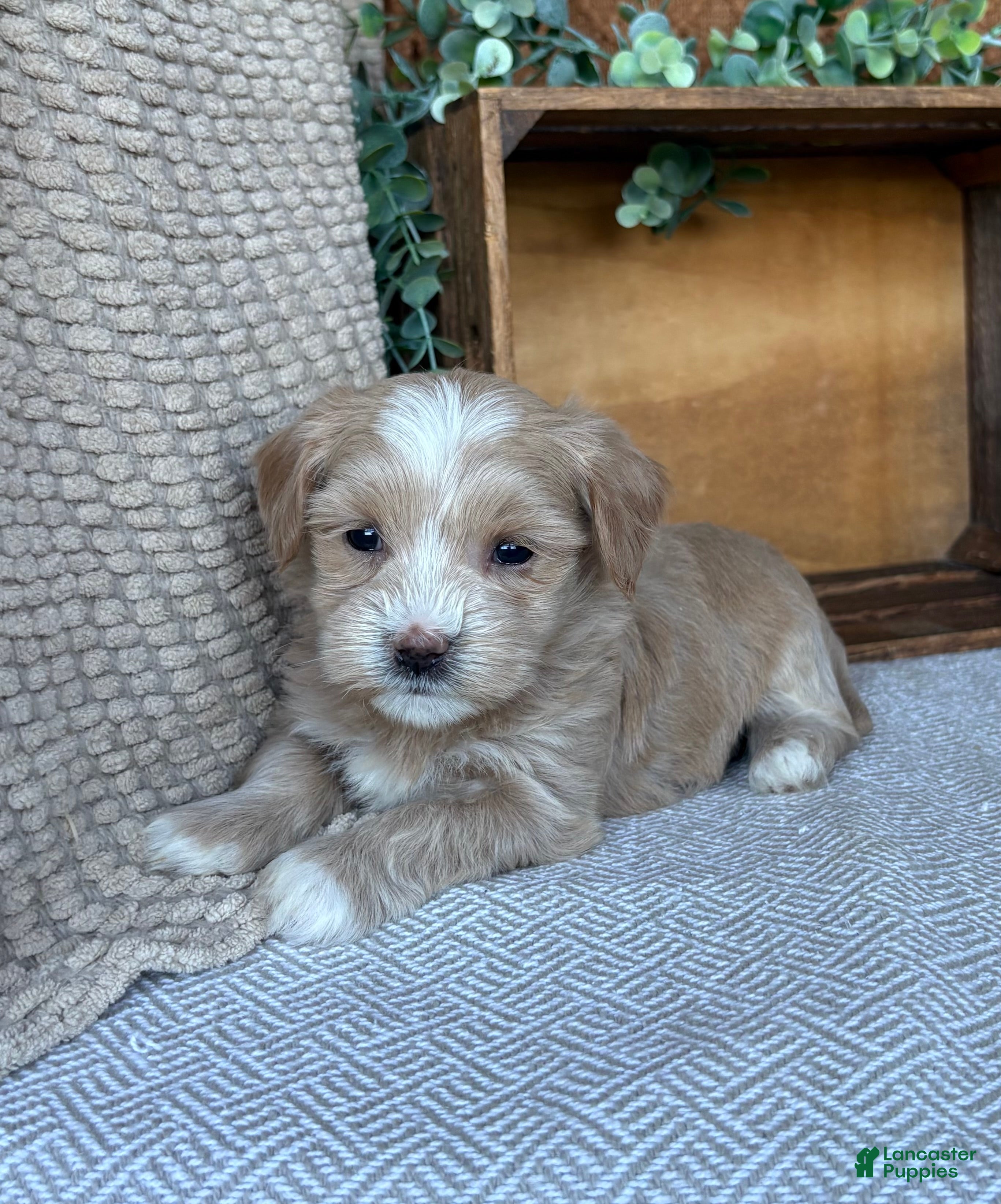Havanese dogs Basil - Ad 2