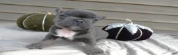 French Bulldog dogs for sale: French Bulldog 3 Brutis - Ad 6