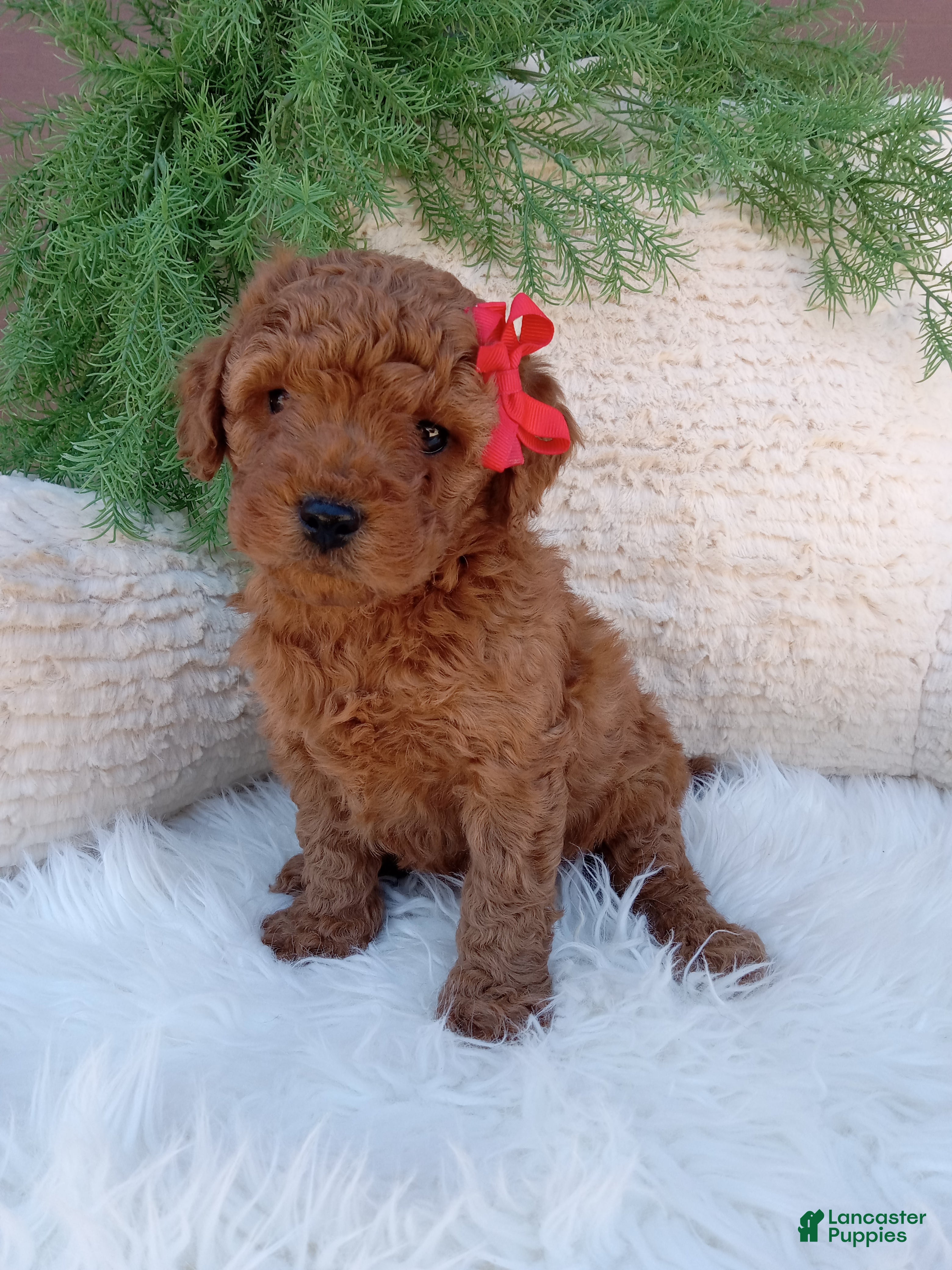 Mini Goldendoodle dogs Ace - Ad 1
