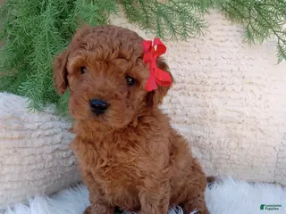 Mini Goldendoodle dogs for sale: Ace - Ad 2