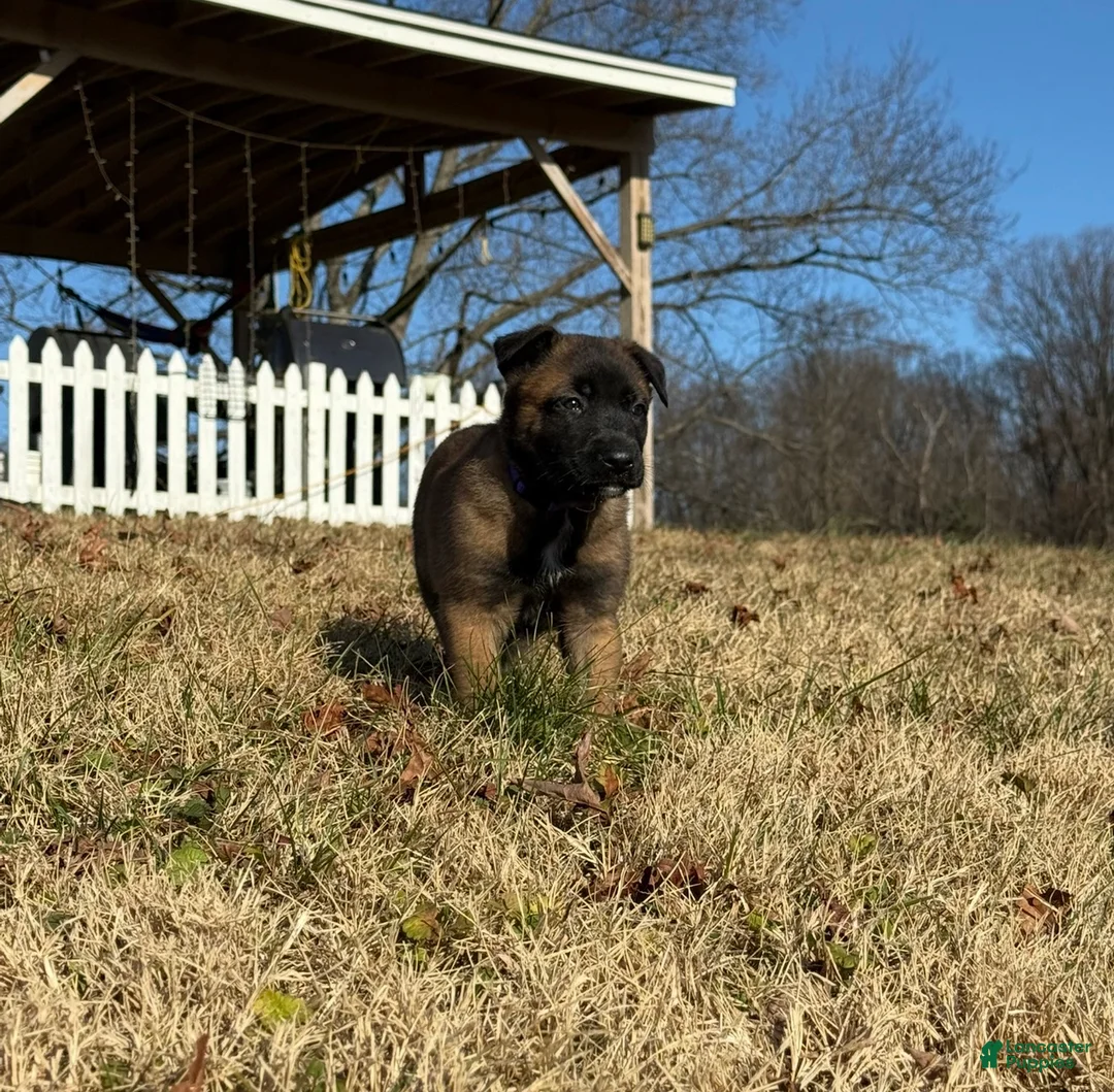 Belgian Malinois dogs for sale: Belgian Malinois Puppy 6 - Ad 4