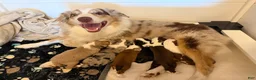 Mixed Breed dogs for sale: Gaston - Ad 6
