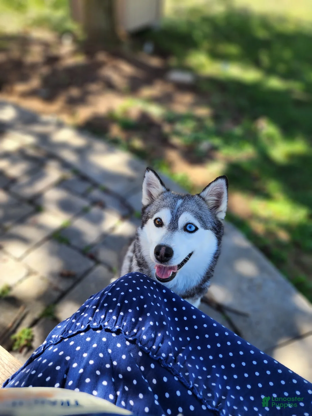 Pomsky dogs for sale: Panda - Ad 7