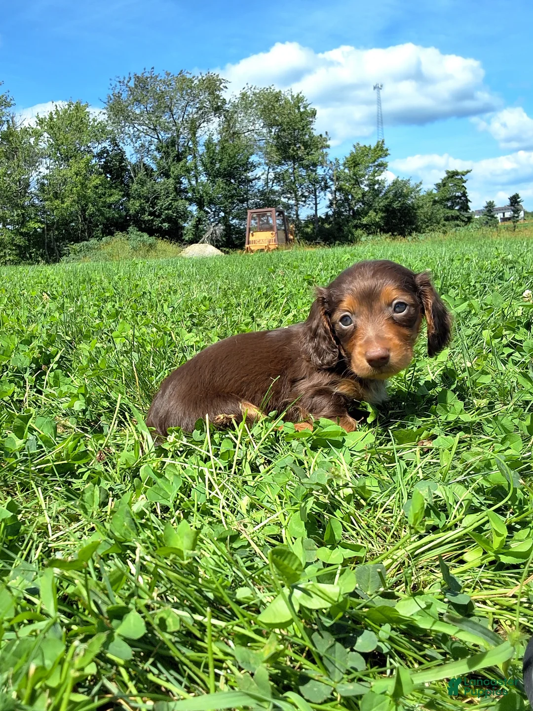 Dachshund dogs for sale: Cody - Ad 1