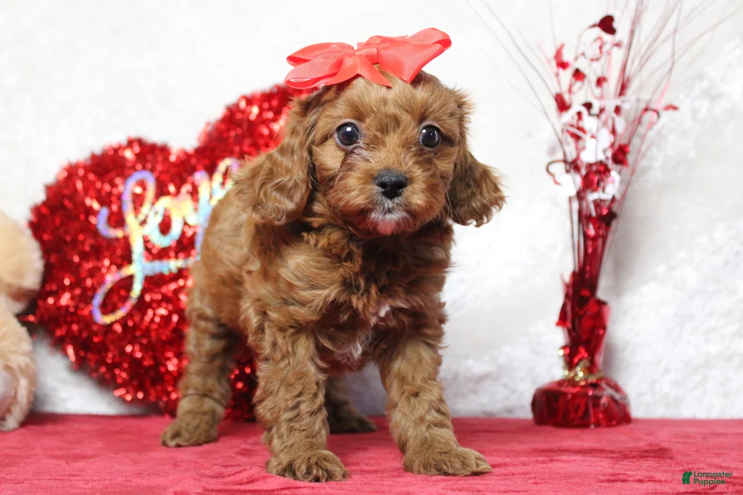 Cavapoo dogs for sale: Rosie - Ad 8