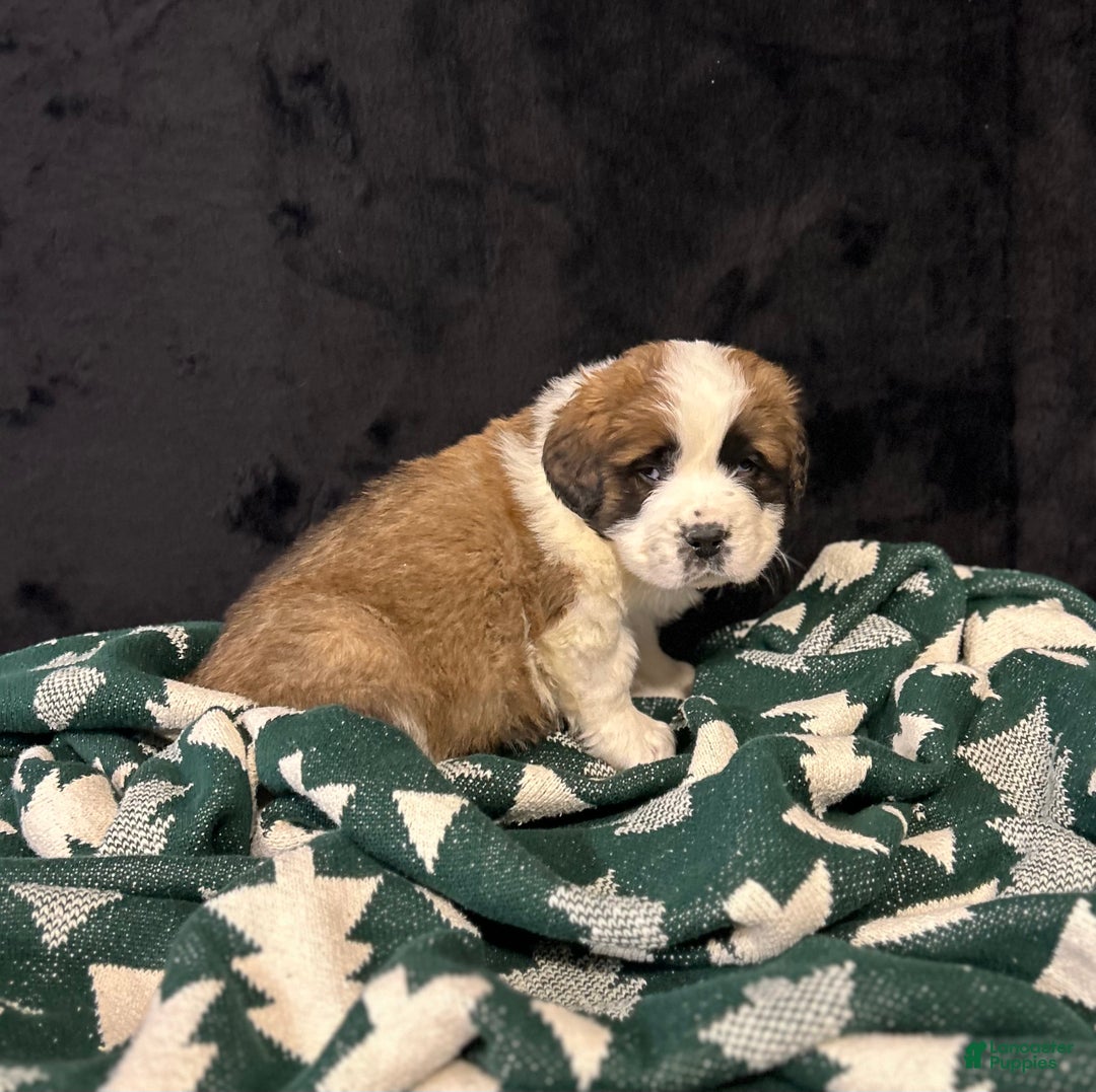 Saint Bernard dogs for sale: King - Ad 2