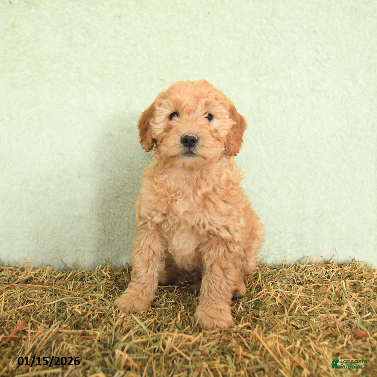 Mini Goldendoodle dogs Baylor  - Ad 37
