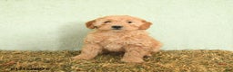 Mini Goldendoodle dogs for sale: Baylor  - Ad 1