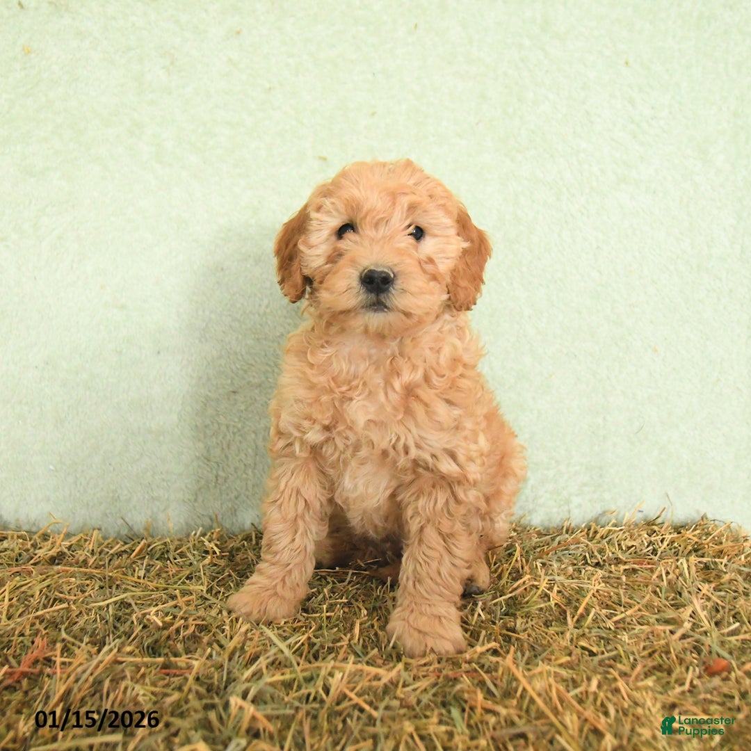 Mini Goldendoodle dogs for sale: Baylor  - Ad 1
