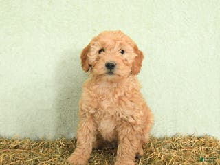 Mini Goldendoodle dogs Baylor - Ad 30