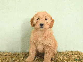 Mini Goldendoodle dogs Baylor - Ad 39