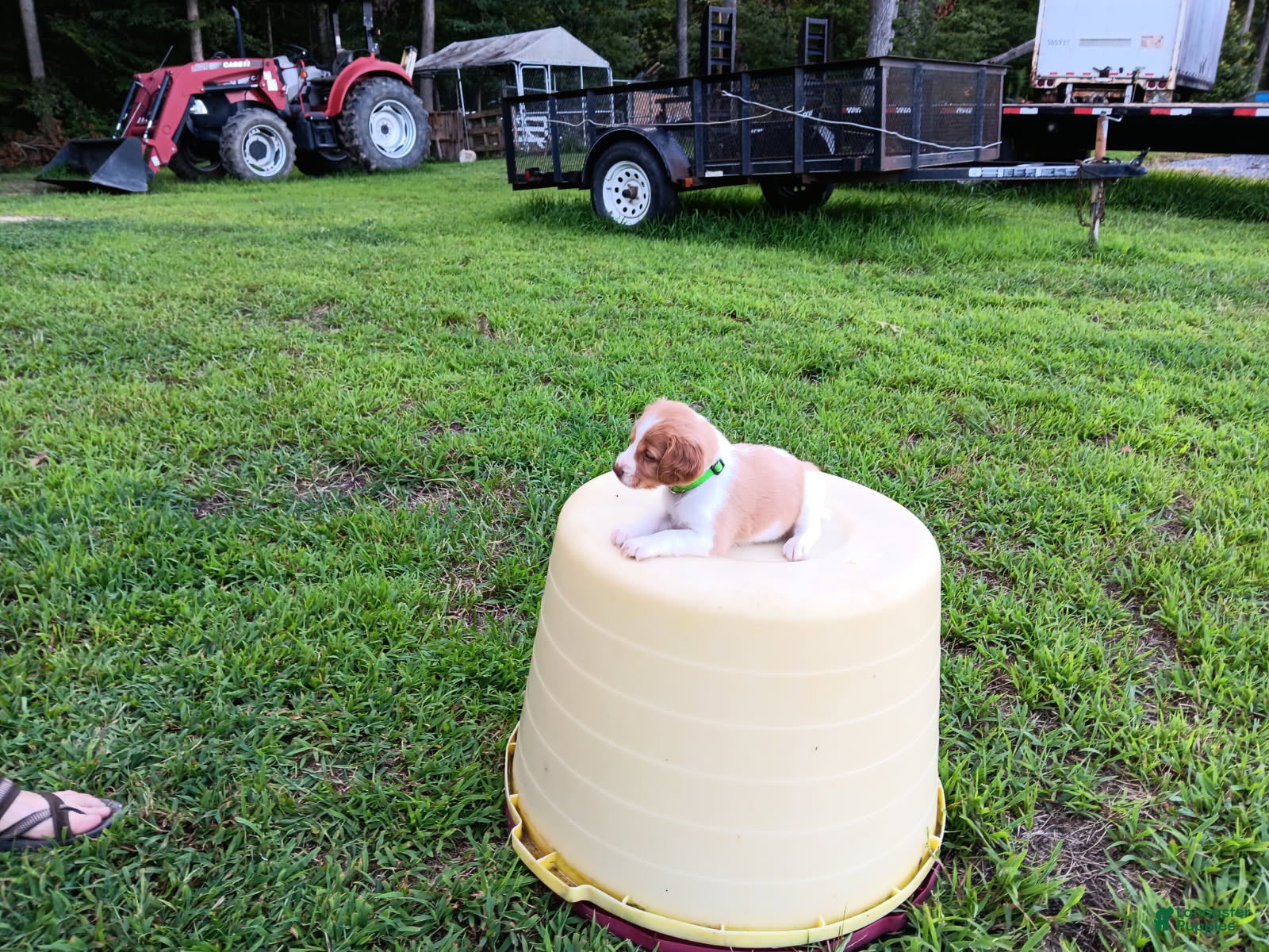 Brittany Spaniel dogs Green Collar - Ad 41