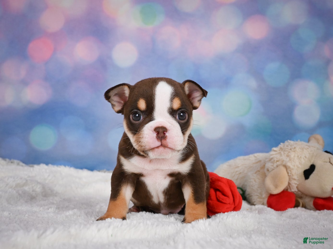 English Bulldog dogs Claire - Ad 2