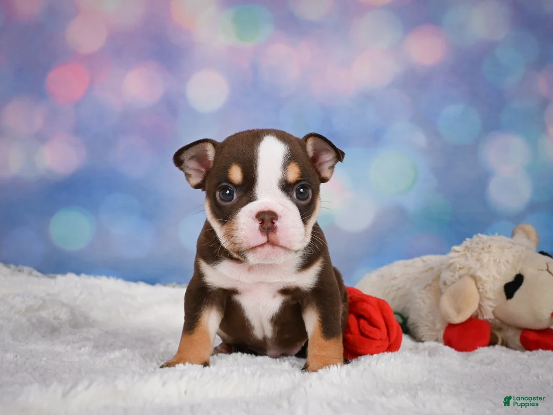 English Bulldog dogs for sale: Claire - Ad 2