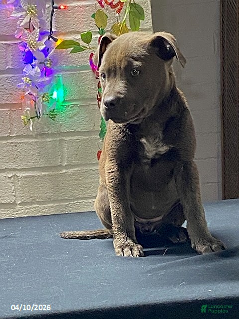 Mixed Breed dogs B Blue - Ad 1