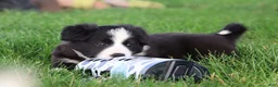 Border Collie dogs for sale: Oakley - Ad 4