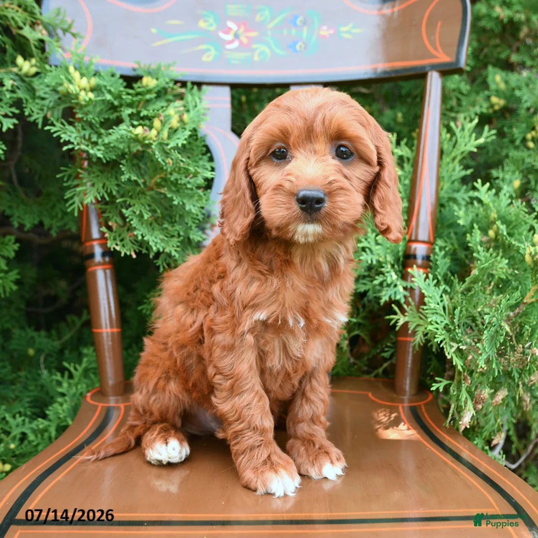 Cockapoo dogs for sale: Scarlet - Ad 2