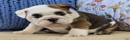 English Bulldog dogs for sale: Buddy - Ad 2