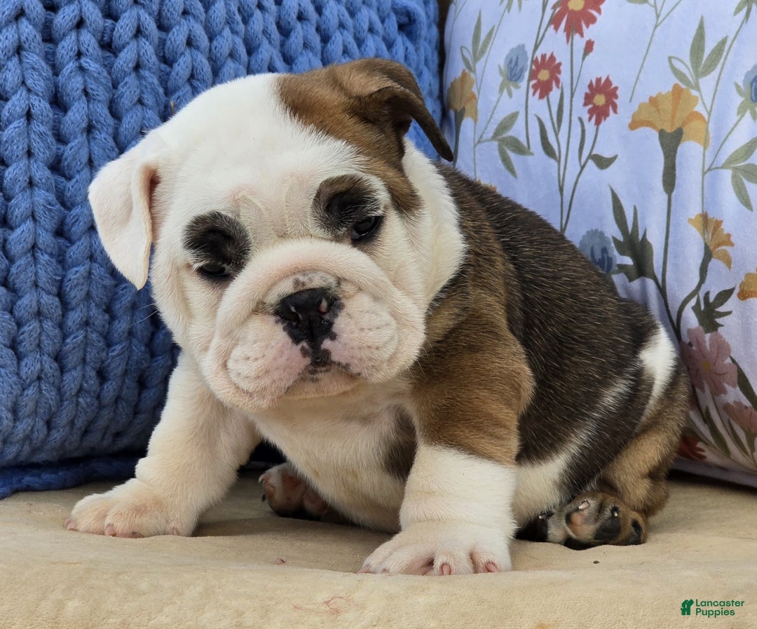 English Bulldog dogs for sale: Buddy - Ad 2
