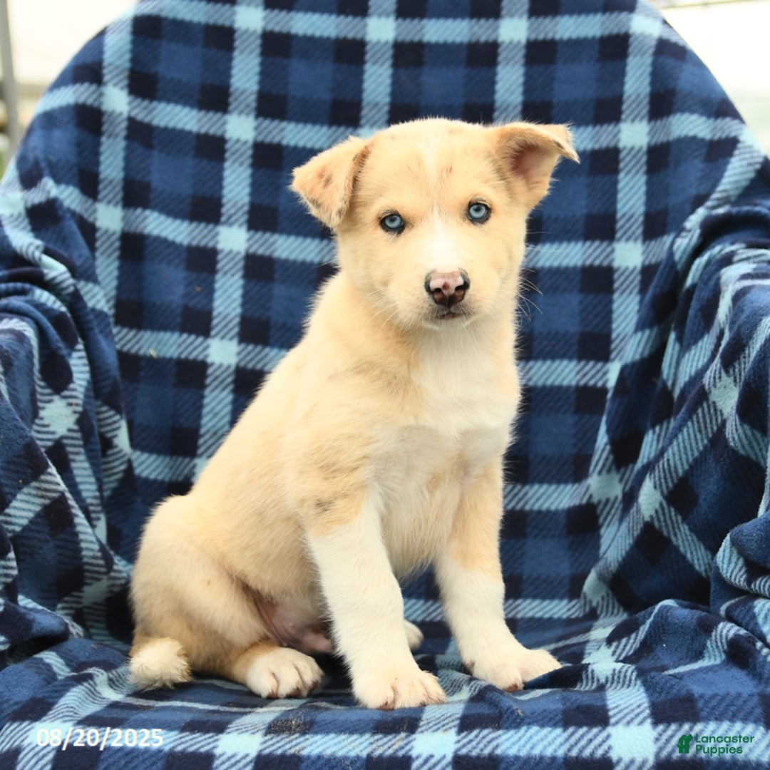 Dog Breed Golden Retriever X Husky For Sale Golden Retriever Husky
