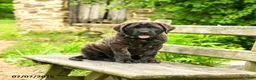 English Mastiff dogs for sale: Lyla - Ad 5