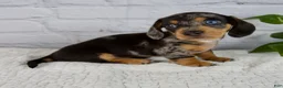 Miniature Dachshund dogs for sale: Hunter - Ad 4