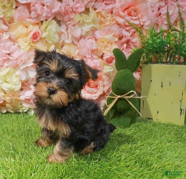Yorkshire Terrier dogs Yorkshire Terrier Puppy 1 - Ad 6