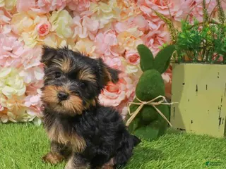 Yorkshire Terrier dogs Yorkshire Terrier Puppy 1 - Ad 6