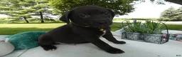 Sheprador dogs for sale: Sheprador 6 Sly - Ad 3