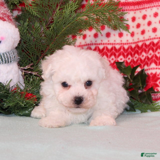 Bichon Frise dogs Whistle - Ad 2