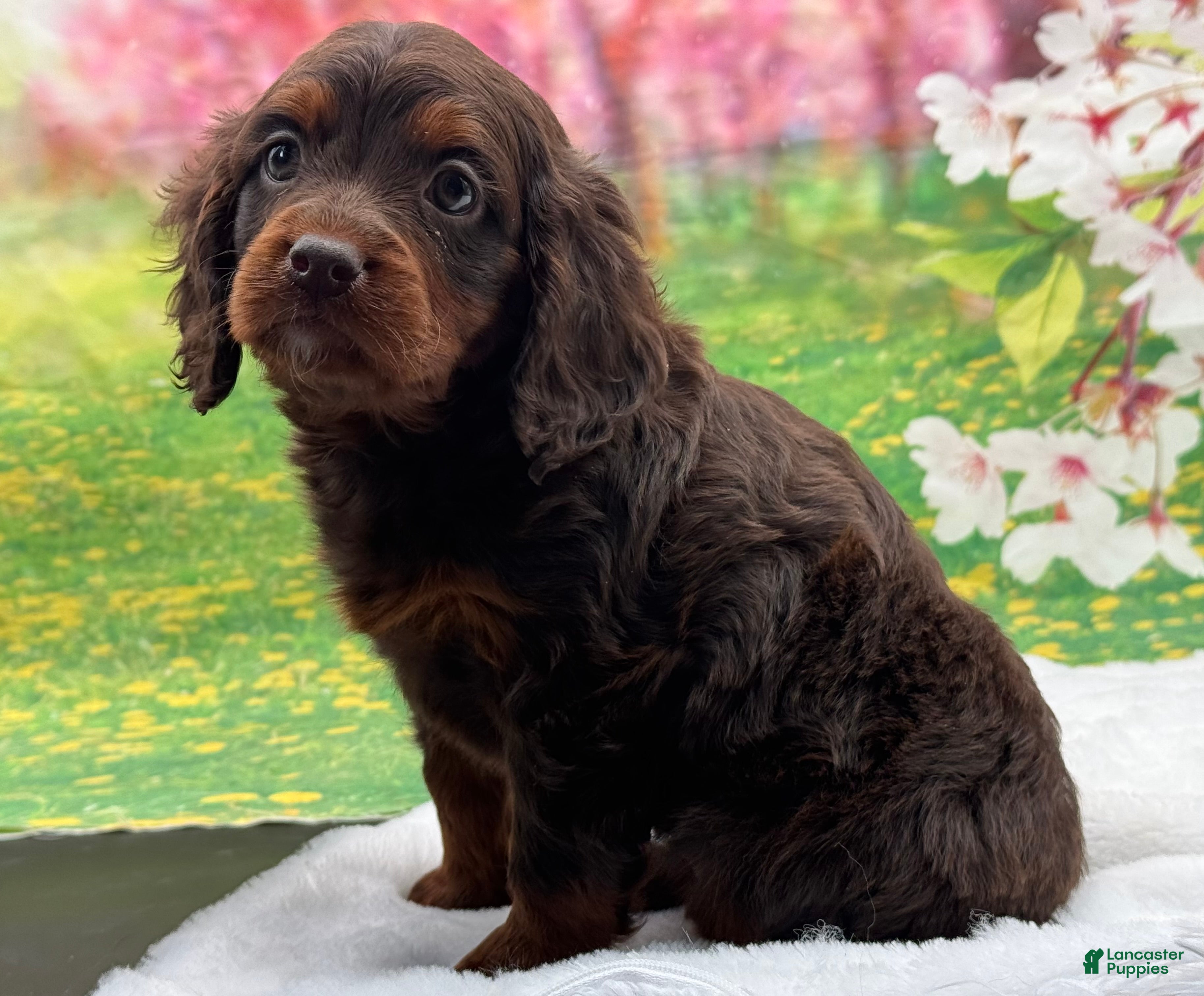 Cavapoo dogs Sophie - Ad 11