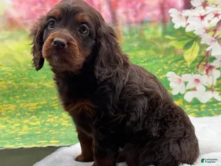 Cavapoo dogs Sophie - Ad 11