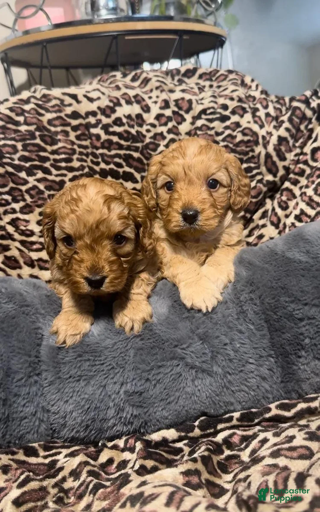 Cavapoo dogs for sale: Hanna - Ad 28