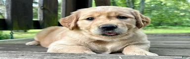 Golden Retriever 2