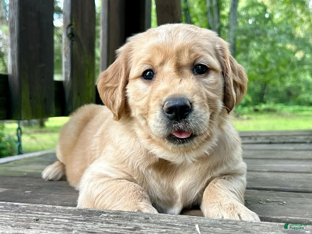 Golden Retriever dogs for sale: Golden Retriever 2 - Ad 1