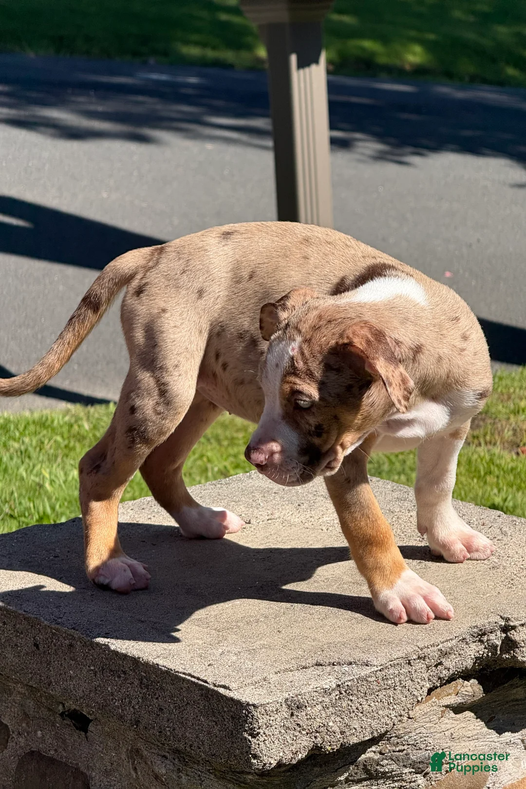 American Bully dogs for sale: The Olsen Twin - Ashley - Ad 1