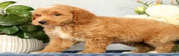 Mini Goldendoodle dogs for sale: Onyx - Ad 9