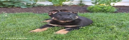 German Shepherd dogs for sale: Sailor - Ad 5