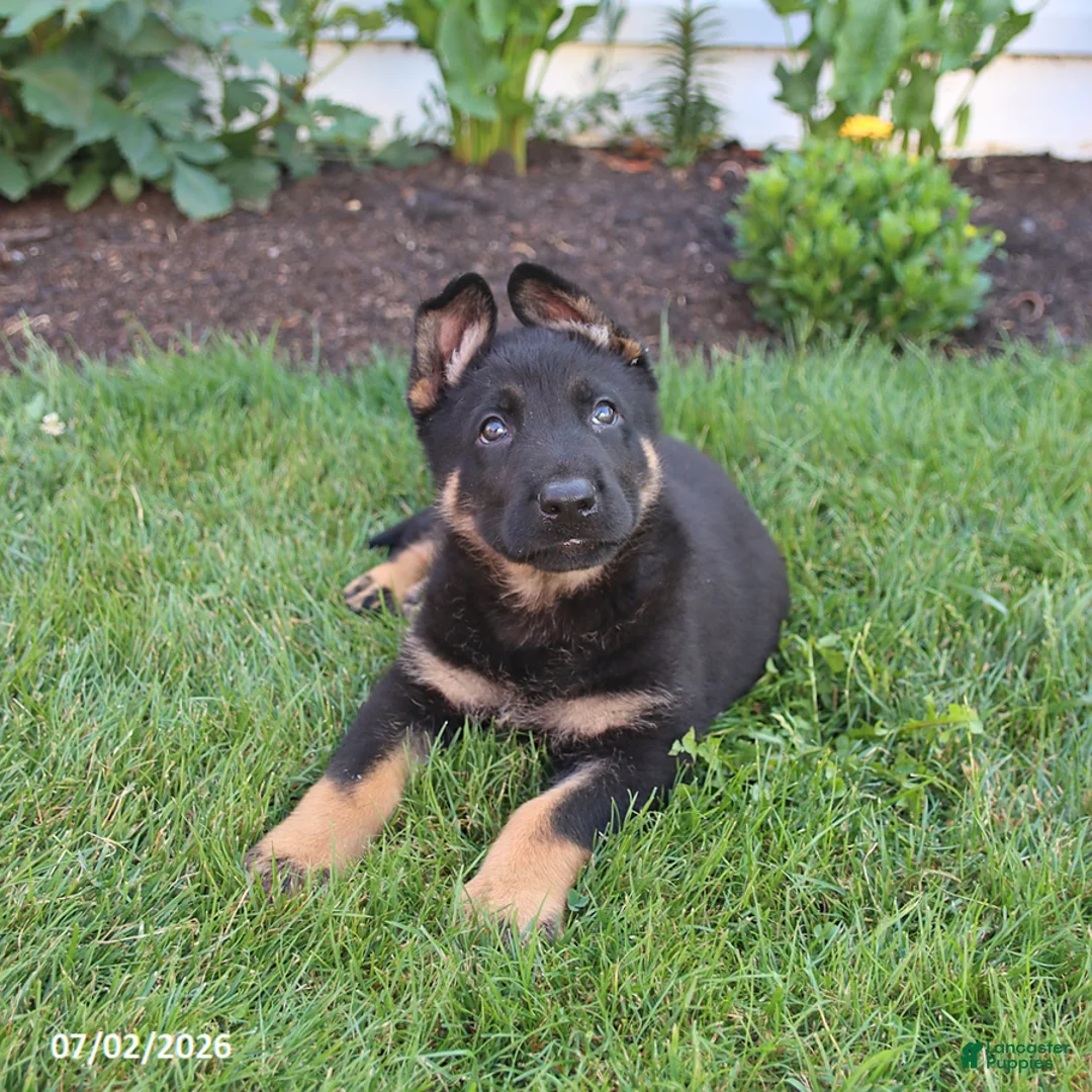 German Shepherd dogs for sale: Sailor - Ad 5