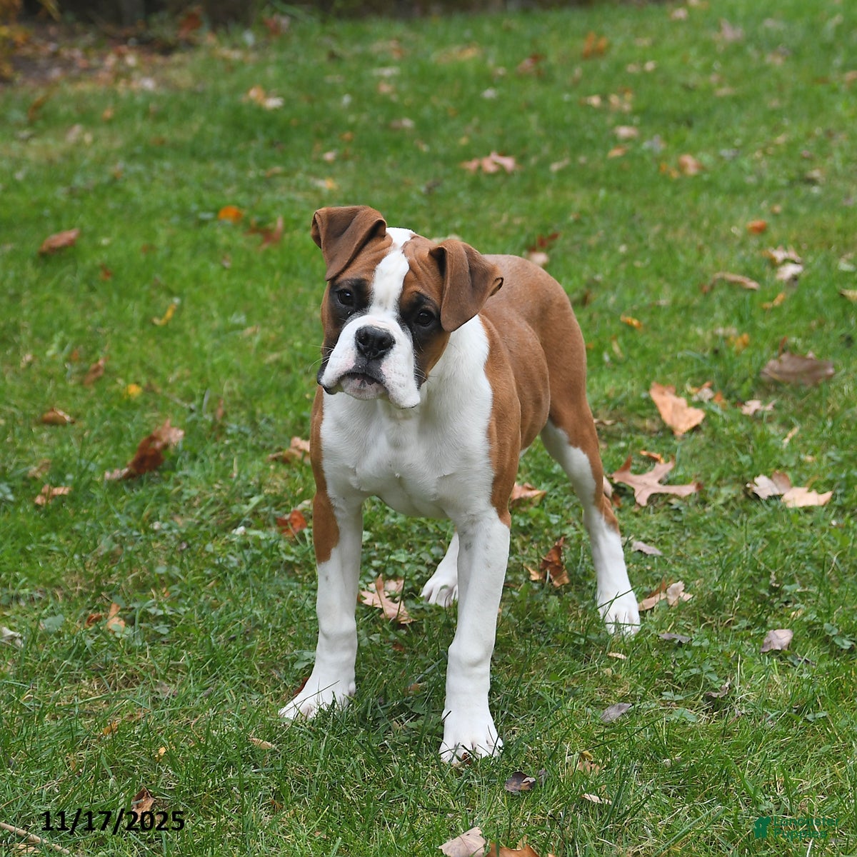 Boxer dogs Bambi - Ad 29