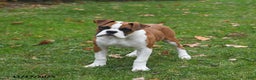 Boxer dogs for sale: Bambi - Ad 1