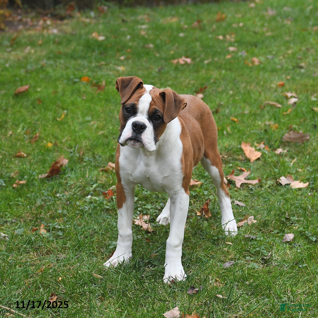 Boxer dogs for sale: Bambi - Ad 1