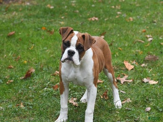 Boxer dogs Bambi - Ad 11