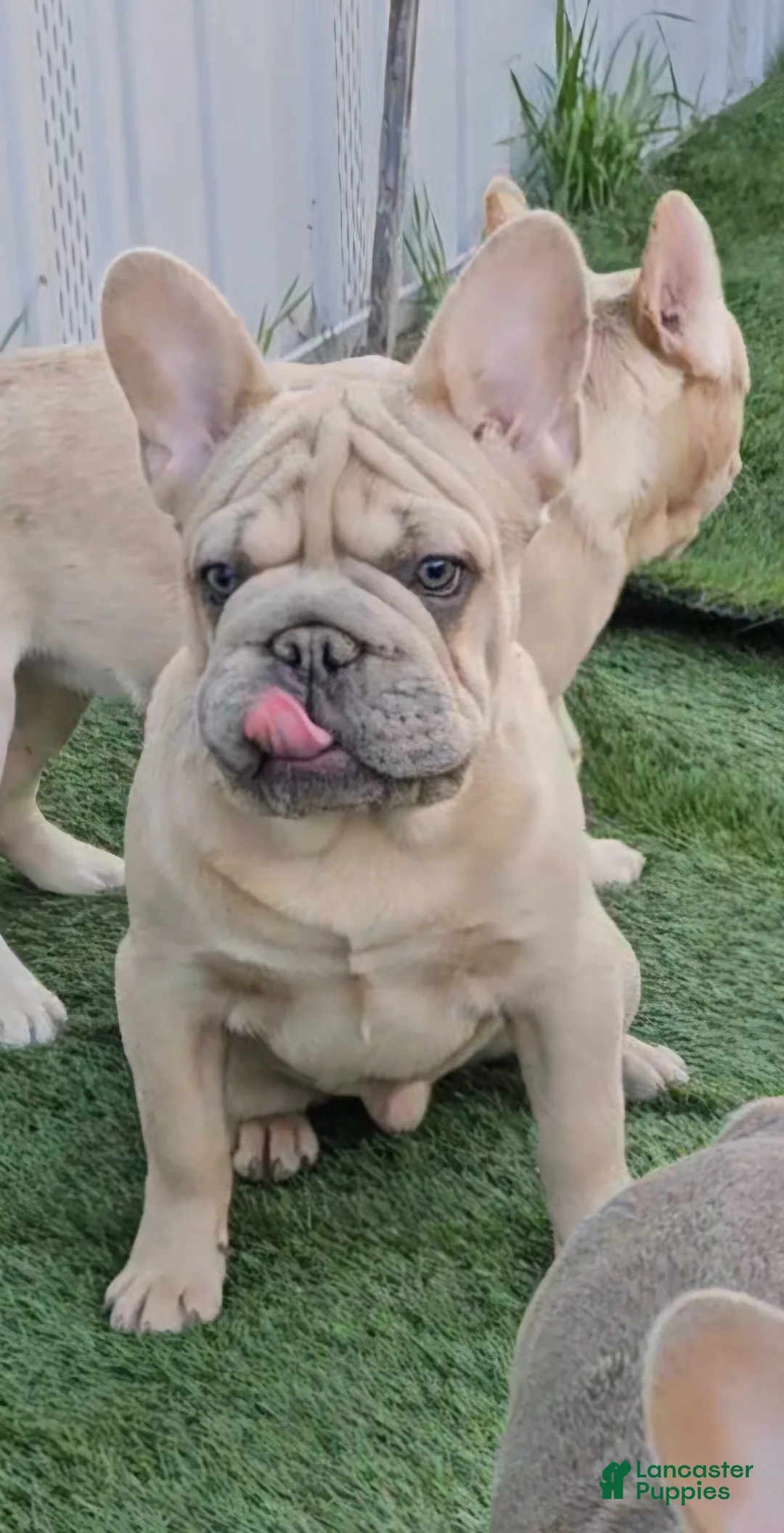 French Bulldog dogs for sale: French Bulldog Puppy 1 - Ad 13