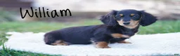Dachshund dogs for sale: William  - Ad 1